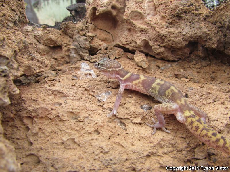 Utah Banded Gecko (Coleonyx variegatus utahensis)