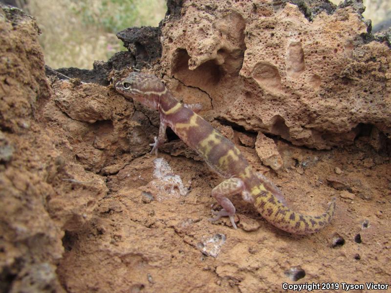 Utah Banded Gecko (Coleonyx variegatus utahensis)