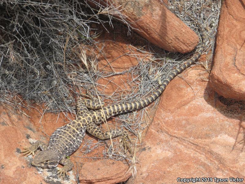 Longnose Leopard Lizard (Gambelia wislizenii)