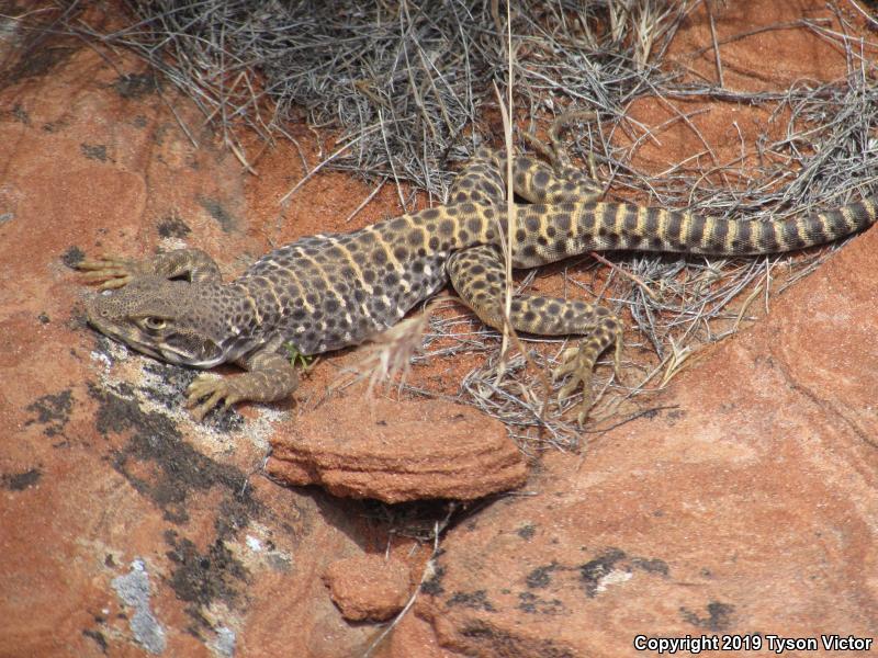 Longnose Leopard Lizard (Gambelia wislizenii)