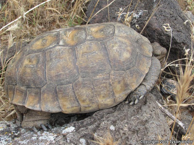 Desert Tortoise (Gopherus agassizii)