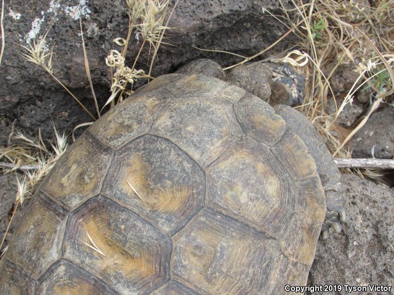 Desert Tortoise (Gopherus agassizii)