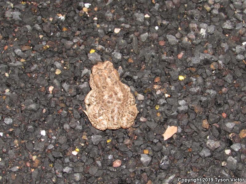 Arizona Toad (Anaxyrus microscaphus)