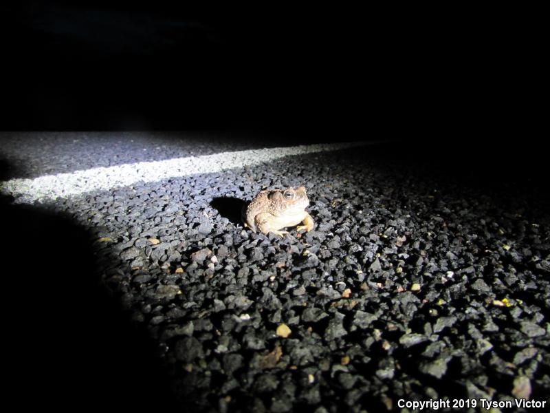 Arizona Toad (Anaxyrus microscaphus)