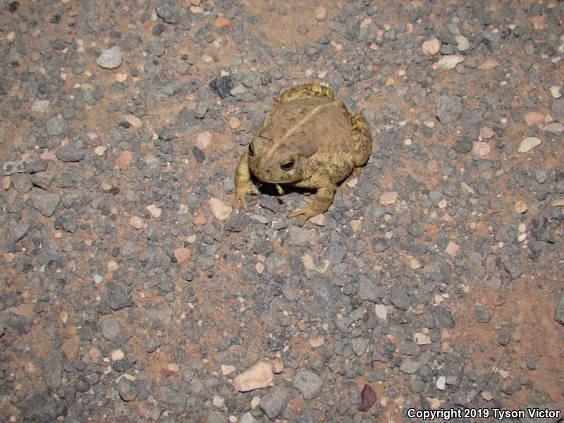 Woodhouse's Toad (Anaxyrus woodhousii woodhousii)