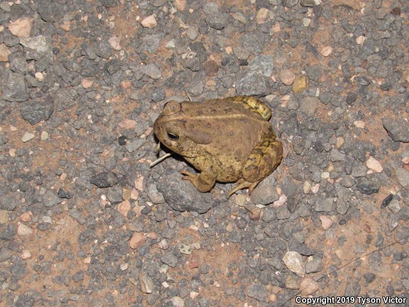 Woodhouse's Toad (Anaxyrus woodhousii woodhousii)