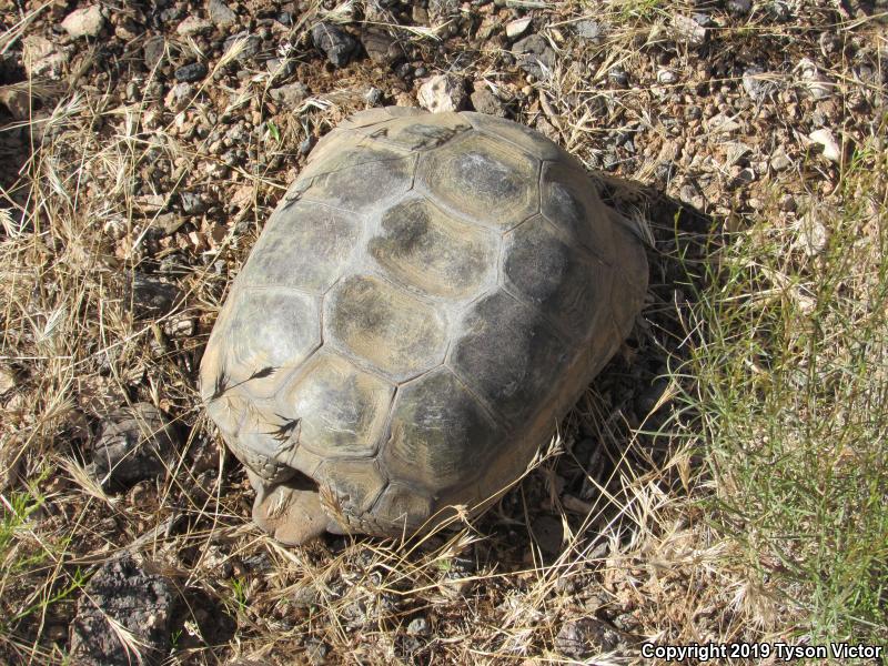 Desert Tortoise (Gopherus agassizii)