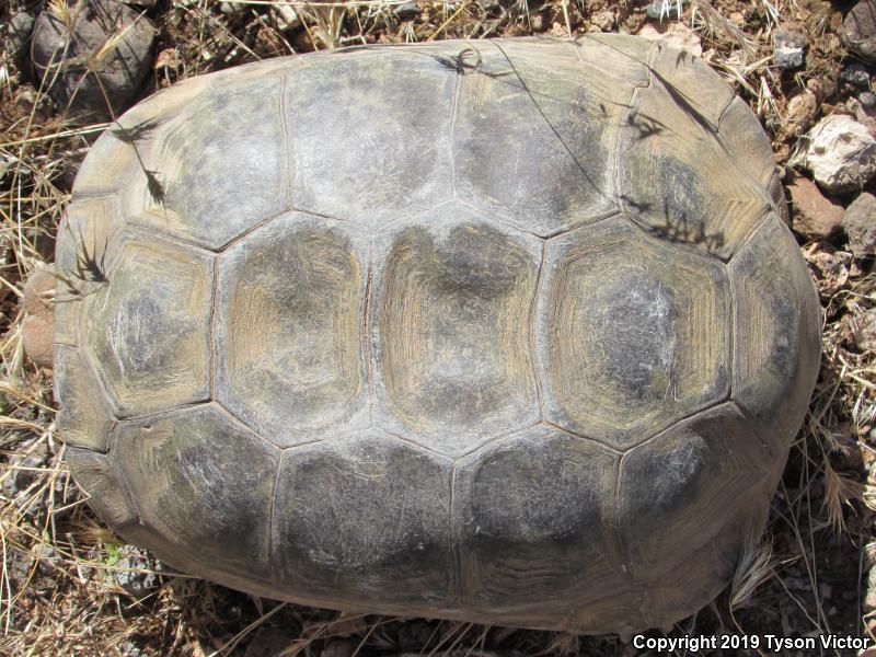 Desert Tortoise (Gopherus agassizii)