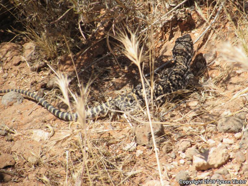 Longnose Leopard Lizard (Gambelia wislizenii)