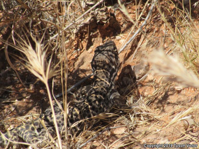 Longnose Leopard Lizard (Gambelia wislizenii)