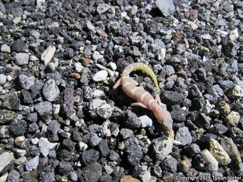 Utah Banded Gecko (Coleonyx variegatus utahensis)