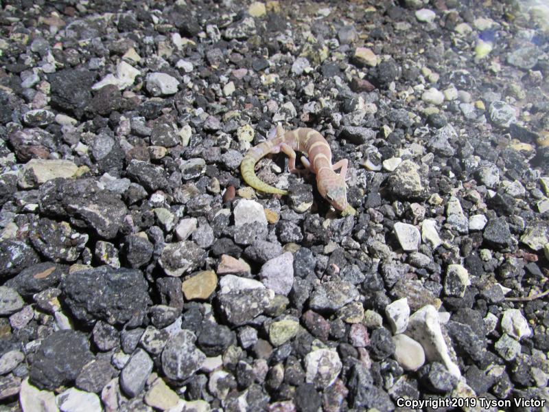 Utah Banded Gecko (Coleonyx variegatus utahensis)