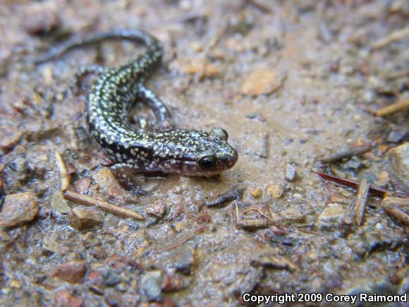 Caddo Mountain Salamander (Plethodon caddoensis)