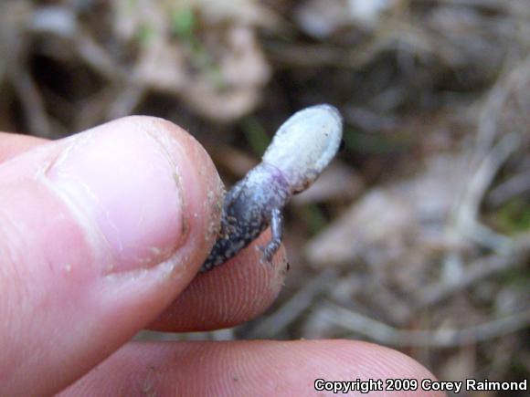 Caddo Mountain Salamander (Plethodon caddoensis)