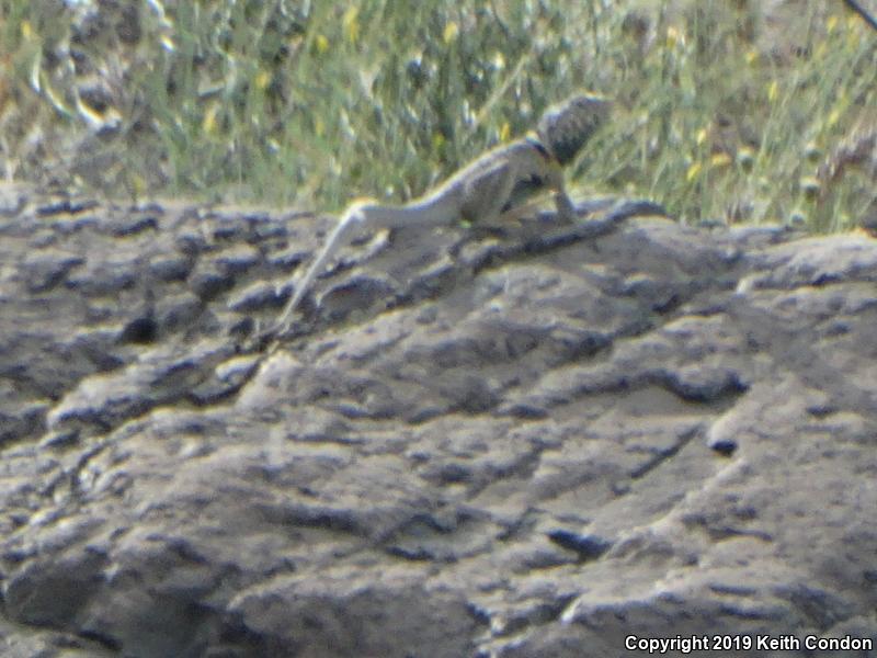 Great Basin Collared Lizard (Crotaphytus bicinctores)