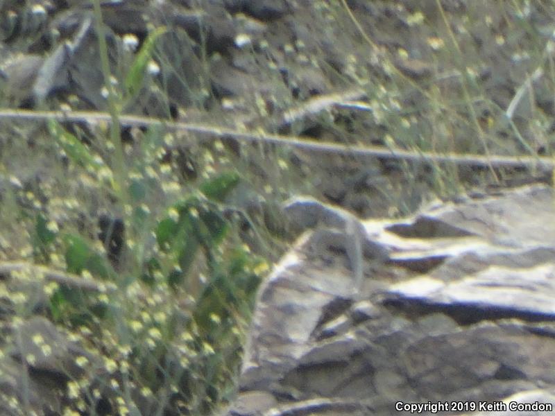 Great Basin Collared Lizard (Crotaphytus bicinctores)