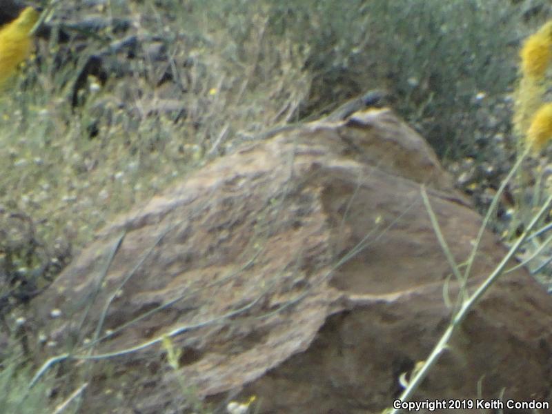 Great Basin Collared Lizard (Crotaphytus bicinctores)