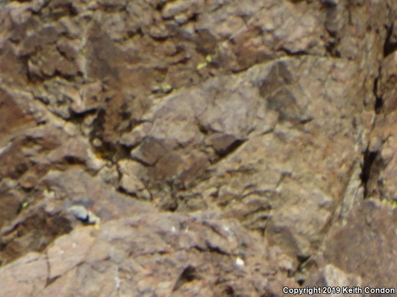 Great Basin Collared Lizard (Crotaphytus bicinctores)