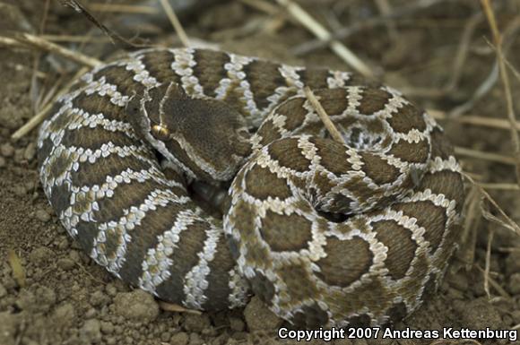 Southern Pacific Rattlesnake (Crotalus oreganus helleri)