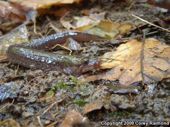 Ouachita Dusky Salamander (Desmognathus brimleyorum)