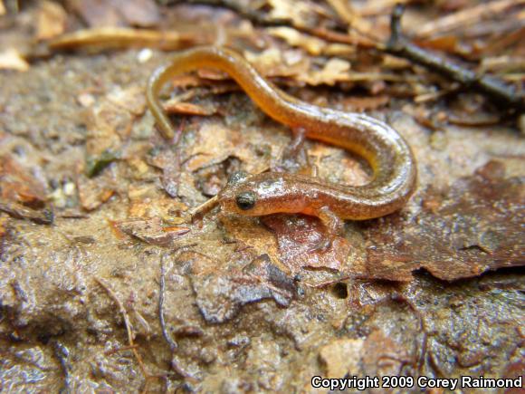 Many-ribbed Salamander (Eurycea multiplicata multiplicata)