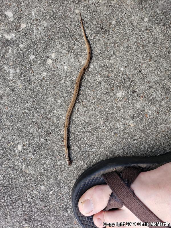 Texas Brownsnake (Storeria dekayi texana)