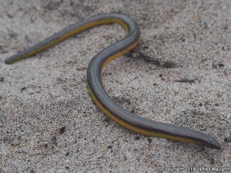 California Legless Lizard (Anniella pulchra)