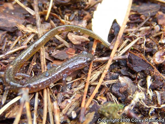 Many-ribbed Salamander (Eurycea multiplicata multiplicata)