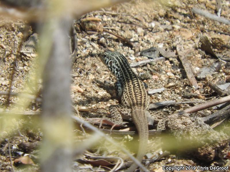 Coastal Whiptail (Aspidoscelis tigris stejnegeri)