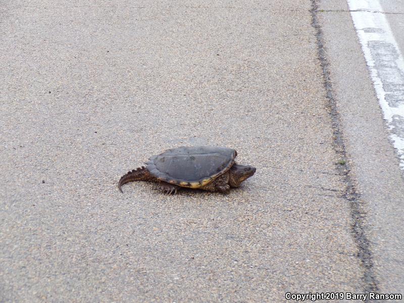 Snapping Turtle (Chelydra serpentina)