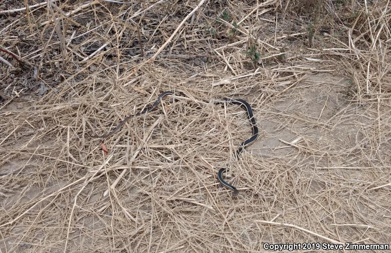 Striped Racer (Coluber lateralis)