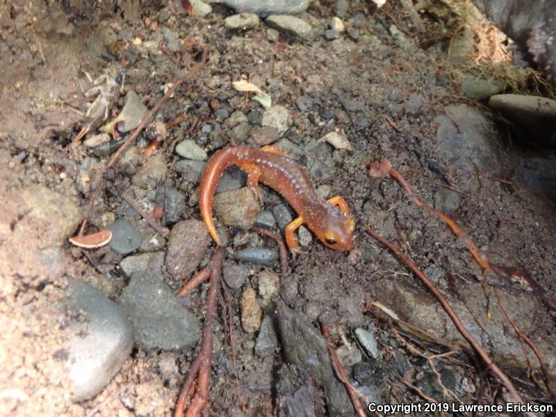 Yellow-eyed Ensatina (Ensatina eschscholtzii xanthoptica)