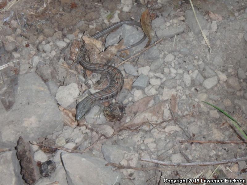 California Alligator Lizard (Elgaria multicarinata multicarinata)