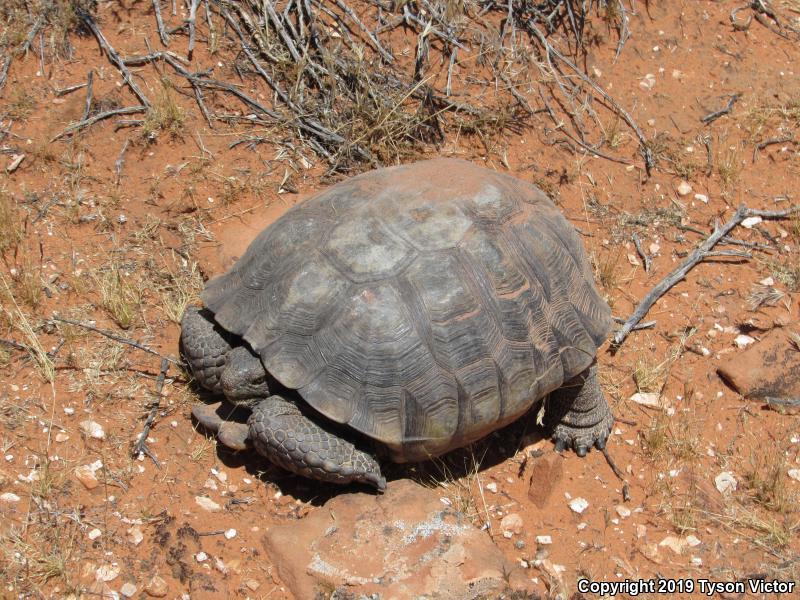 Desert Tortoise (Gopherus agassizii)