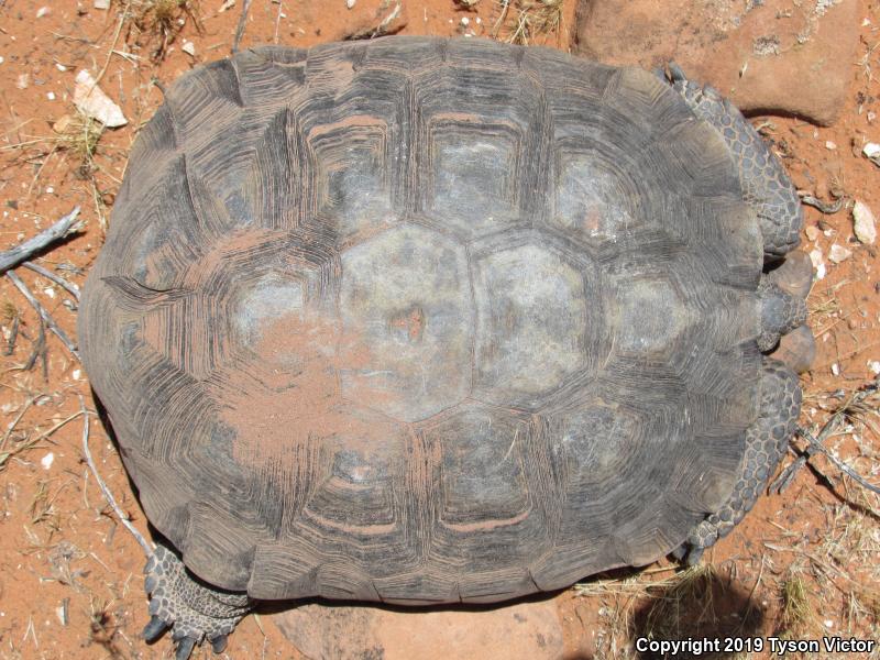 Desert Tortoise (Gopherus agassizii)