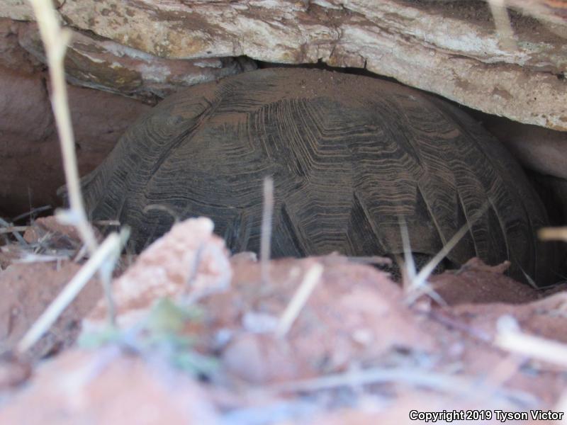 Desert Tortoise (Gopherus agassizii)