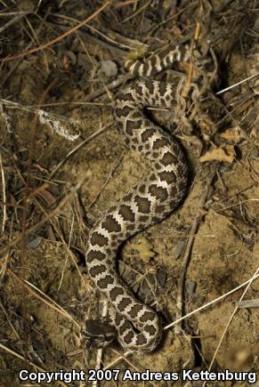 Southern Pacific Rattlesnake (Crotalus oreganus helleri)