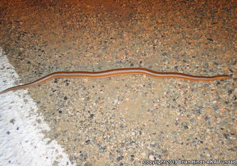 Desert Rosy Boa (Lichanura trivirgata gracia)