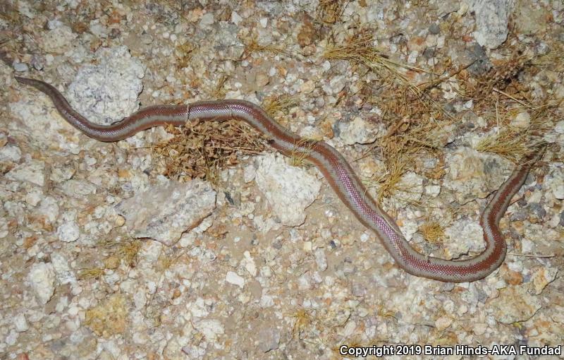 Desert Rosy Boa (Lichanura trivirgata gracia)