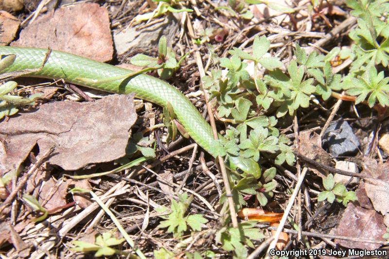 Western Smooth Greensnake (Opheodrys vernalis blanchardi)