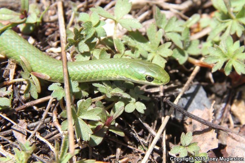 Western Smooth Greensnake (Opheodrys vernalis blanchardi)