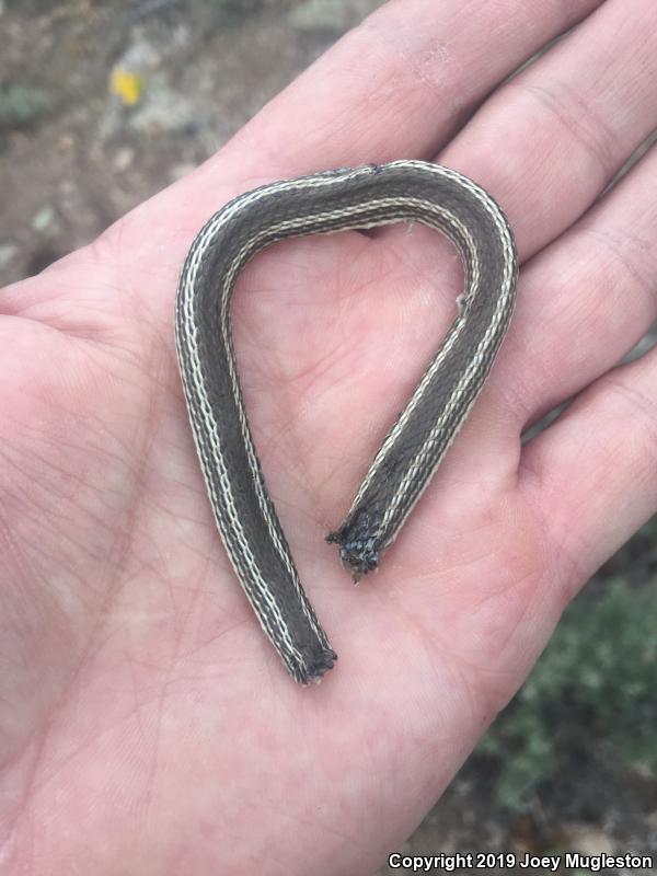 Desert Striped Whipsnake (Coluber taeniatus taeniatus)