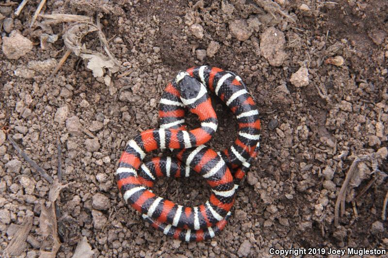 Utah Mountain Kingsnake (Lampropeltis pyromelana infralabialis)