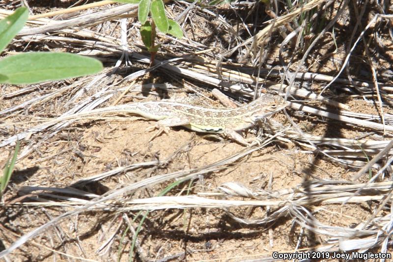 Lesser Earless Lizard (Holbrookia maculata)