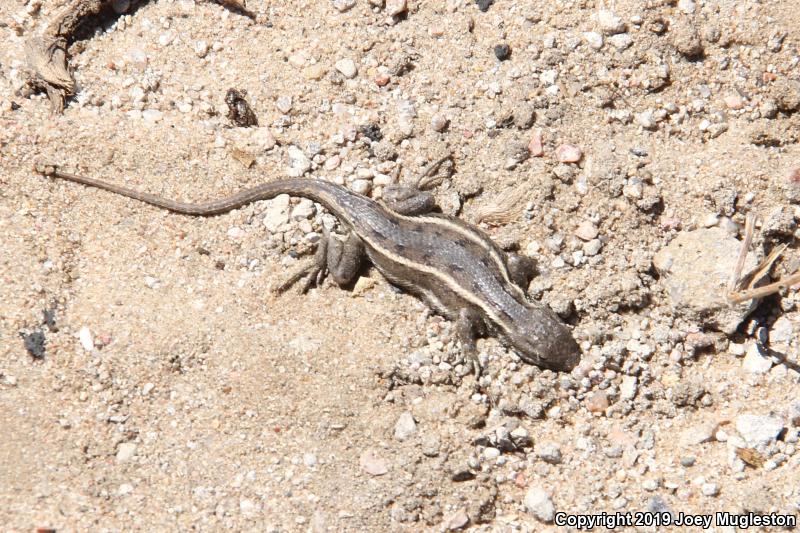 Prairie Lizard (Sceloporus consobrinus)