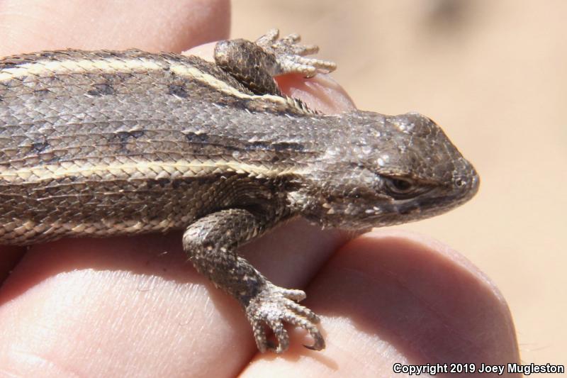 Prairie Lizard (Sceloporus consobrinus)