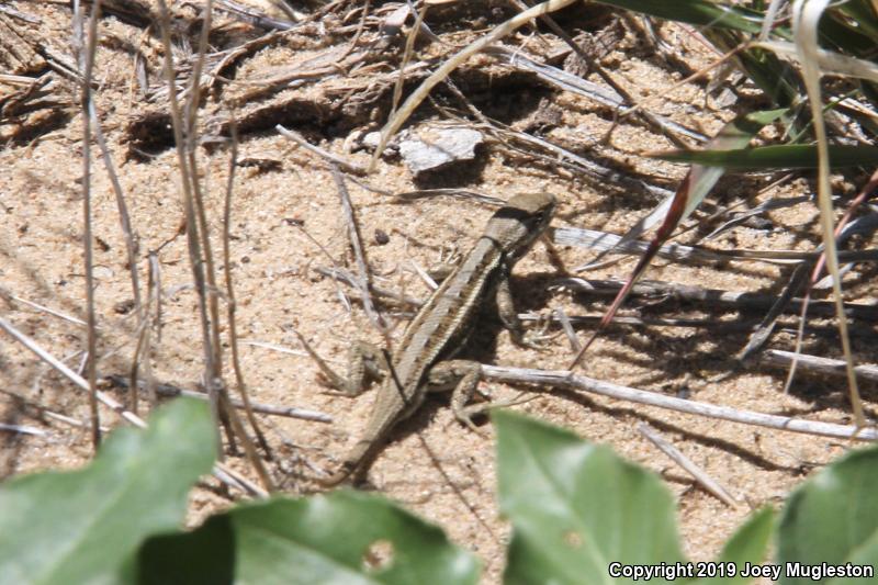 Prairie Lizard (Sceloporus consobrinus)