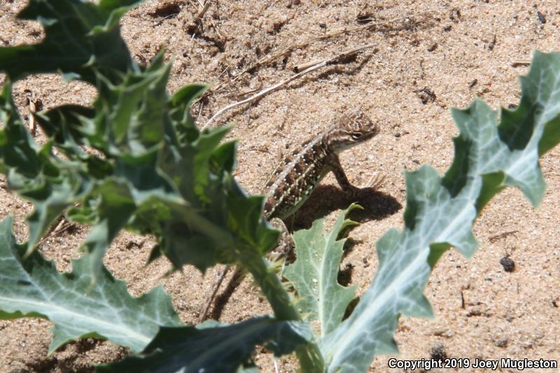 Lesser Earless Lizard (Holbrookia maculata)