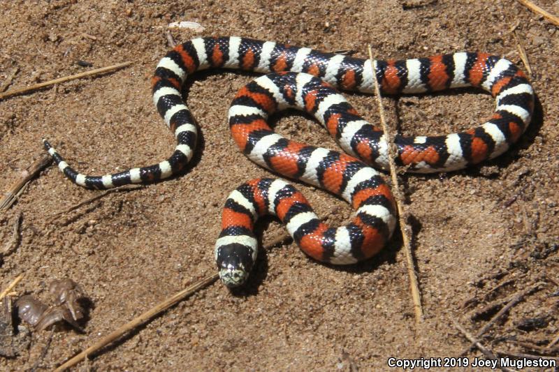 Central Plains Milksnake (Lampropeltis triangulum gentilis)