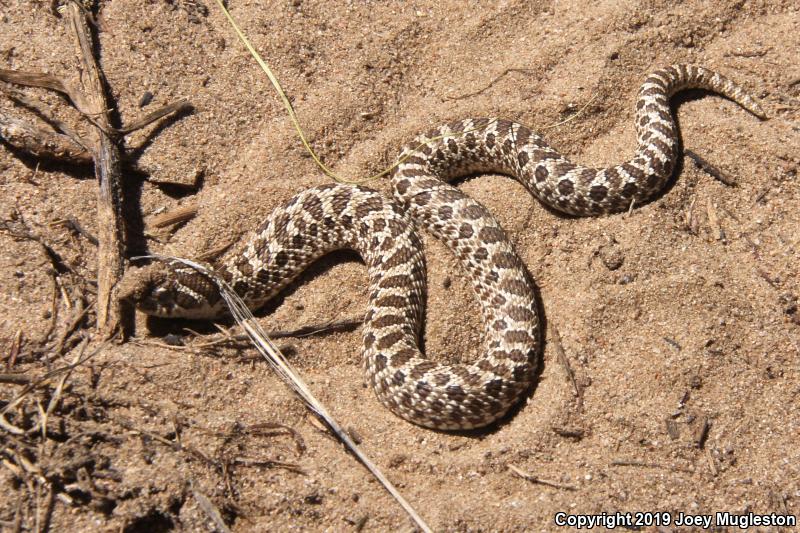 Plains Hog-nosed Snake (Heterodon nasicus)